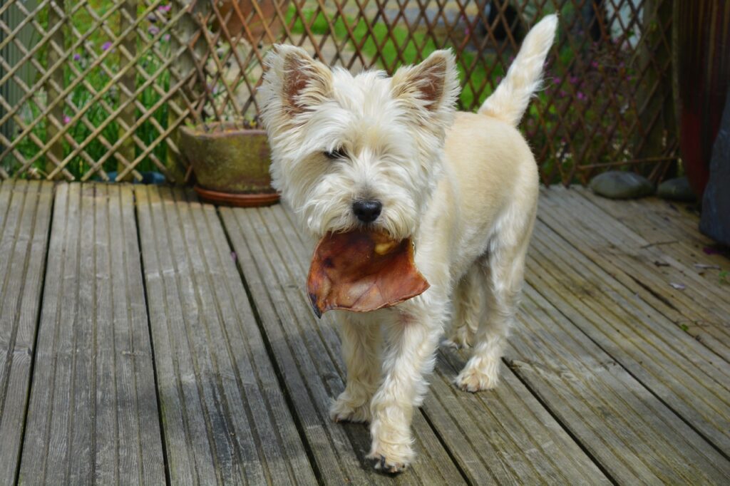 At What Age Can Dogs Have Pigs Ears