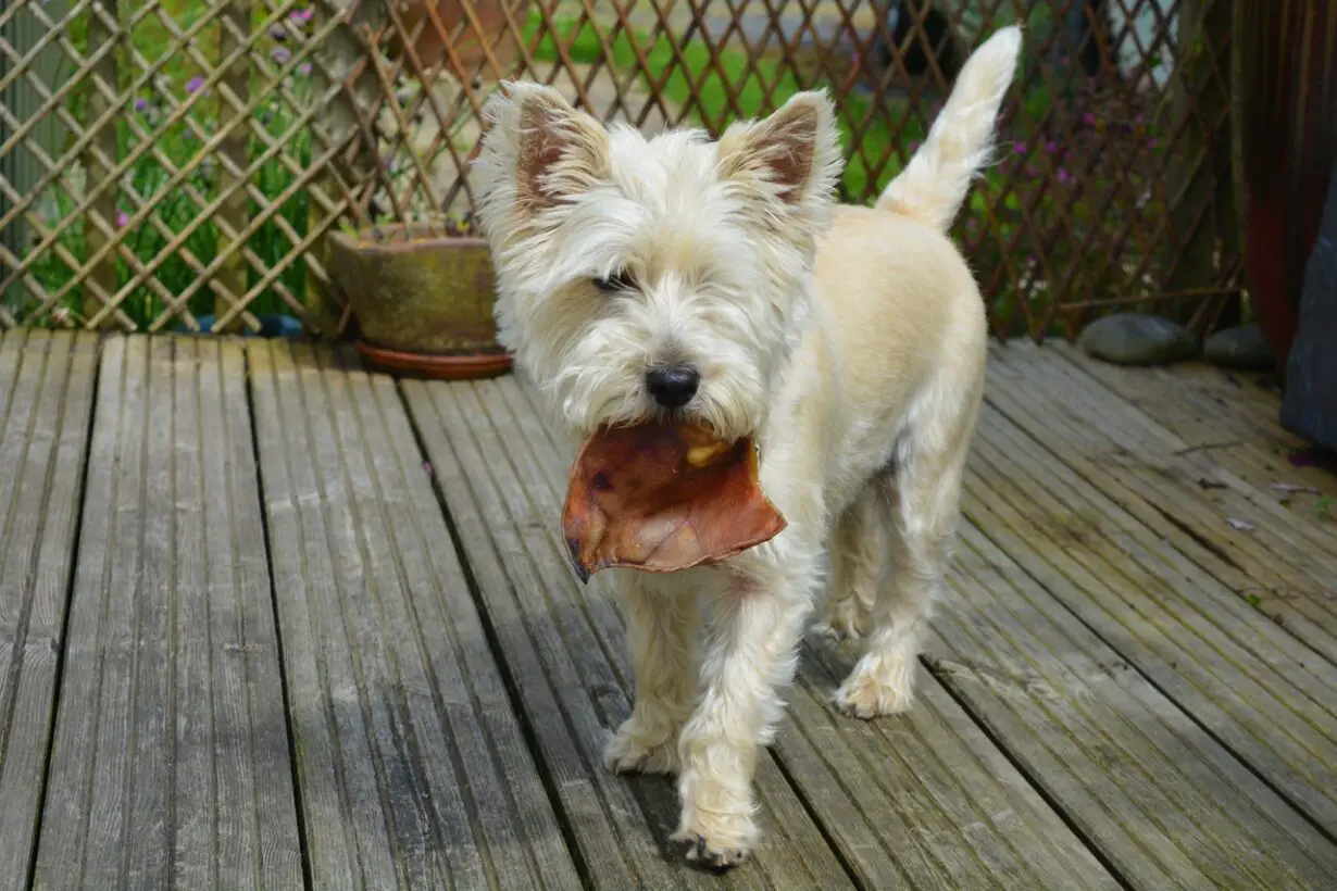 At What Age Can Dogs Have Pigs Ears: Safe Treats for Your Pet