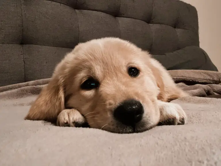 At What Age Can Puppies Get A Bath Essential Puppy Bath Guide