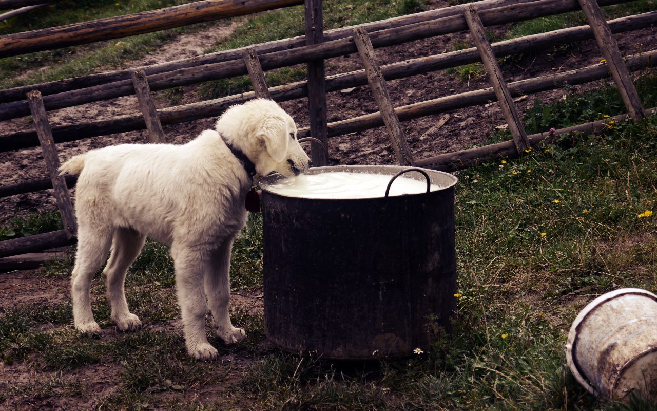 At What Age Can Puppies Have Goats Milk Guide for Dog Owners
