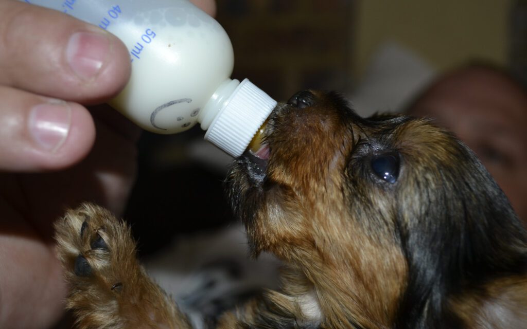 At What Age Can Puppies Have Goat's Milk