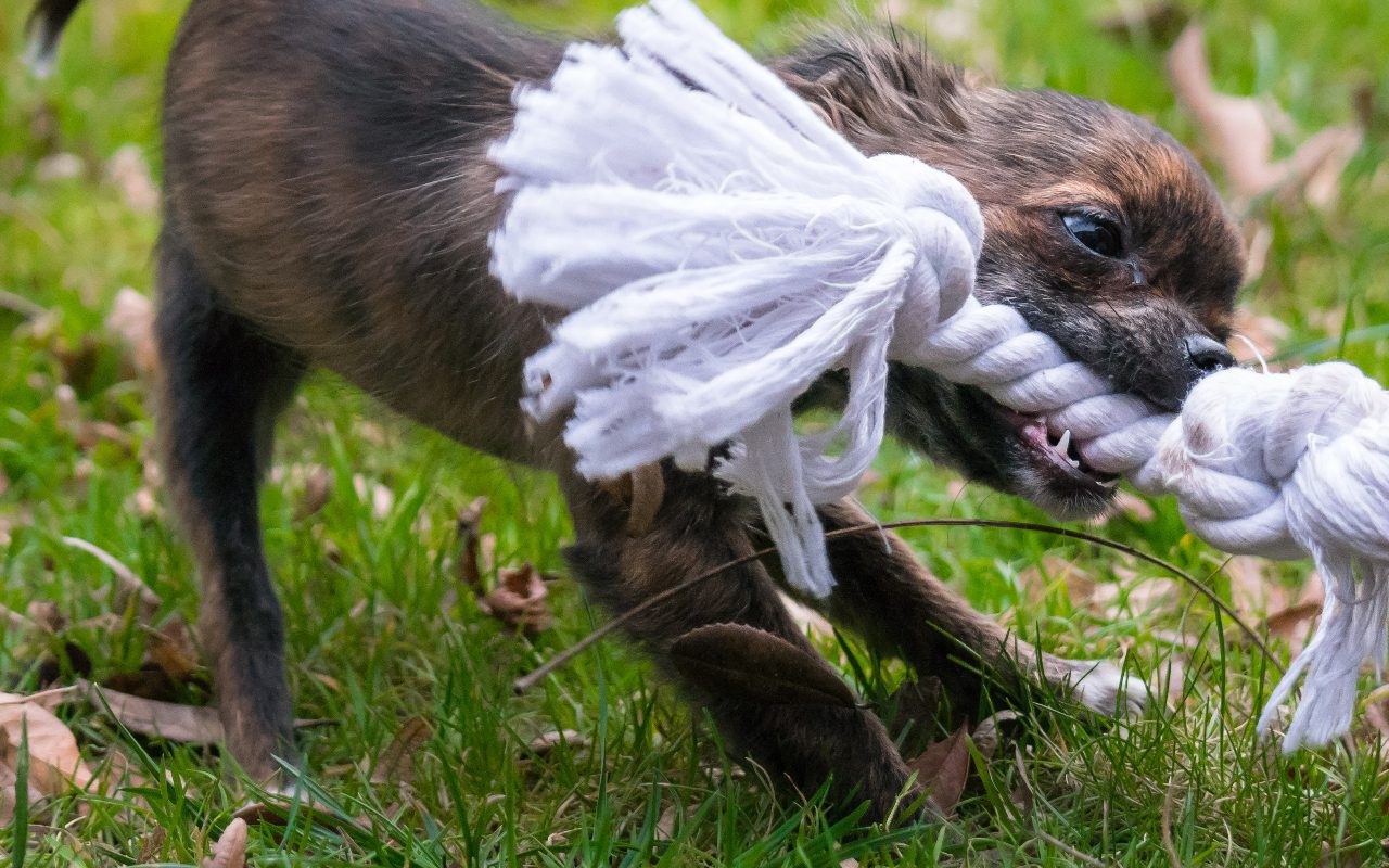 At What Age Can Puppies Have Toys A Guide for Safe Playtime