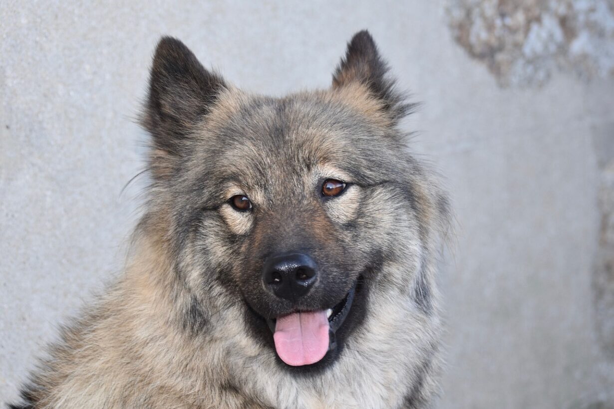 at-what-age-do-dogs-get-a-grey-muzzle