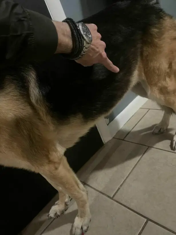 At What Age Do Dogs Get Bloat? Causes, Prevention & More