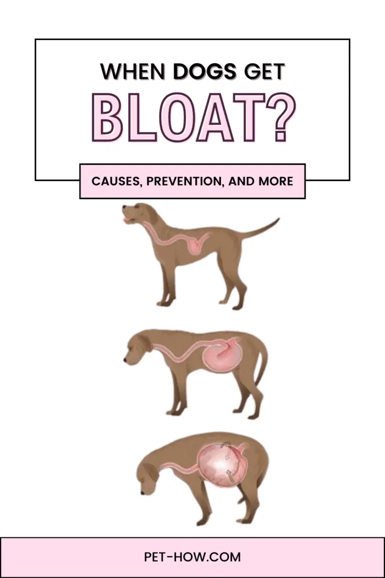 At What Age Do Dogs Get Bloat? Causes, Prevention & More