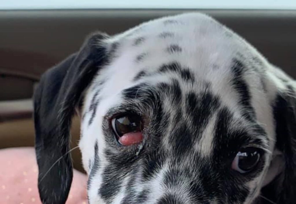 At What Age Do Dogs Get Cherry Eye Causes & Treatment Options