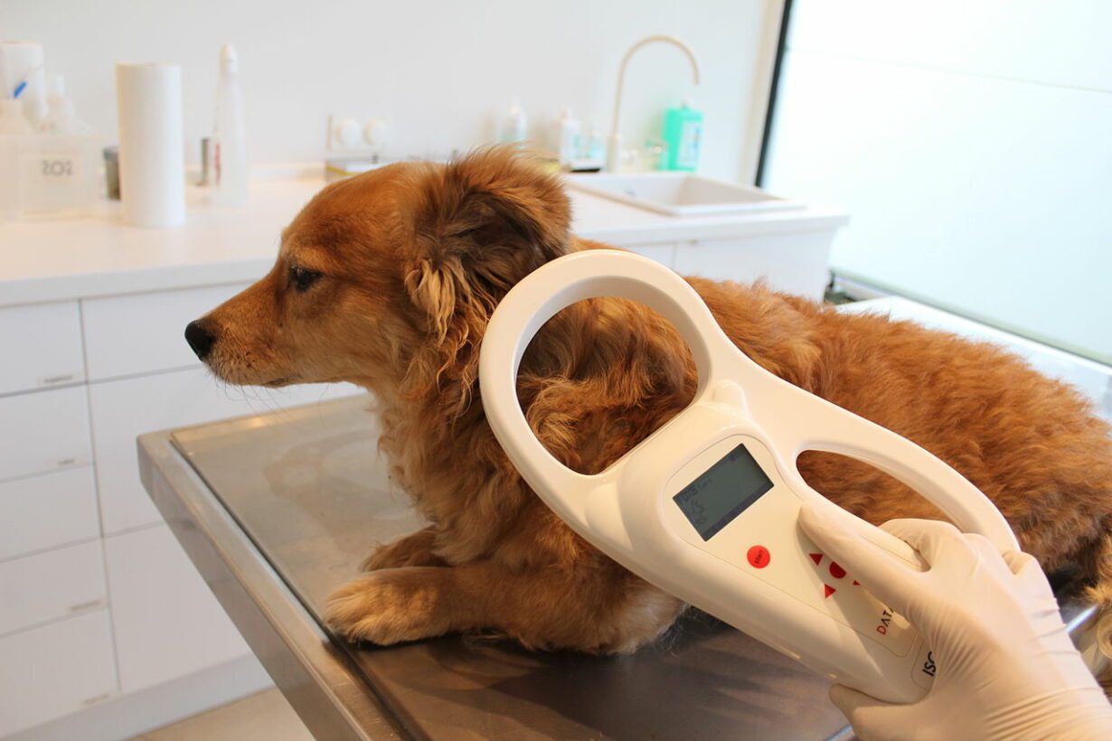 At What Age Do Dogs Get Microchipped: Essential Guide