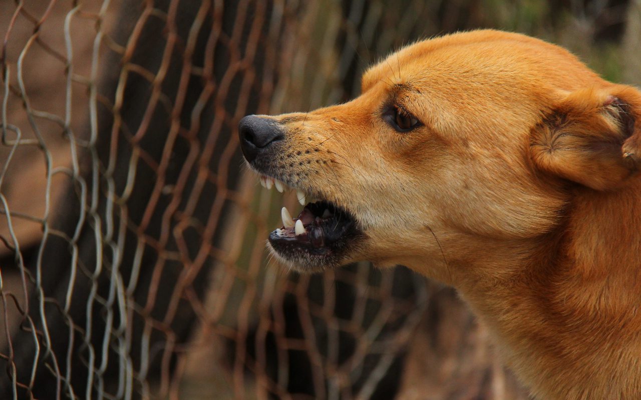 At What Age Do Dogs Get Rabies: Important Info for Pet Owners