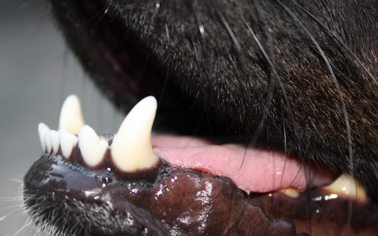 At What Age Do Dogs Get Their Permanent Teeth?