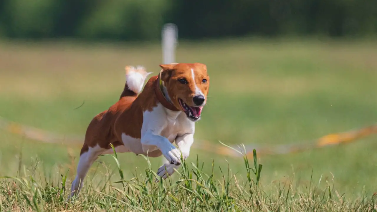 At What Age Do Dogs Have Most Energy?