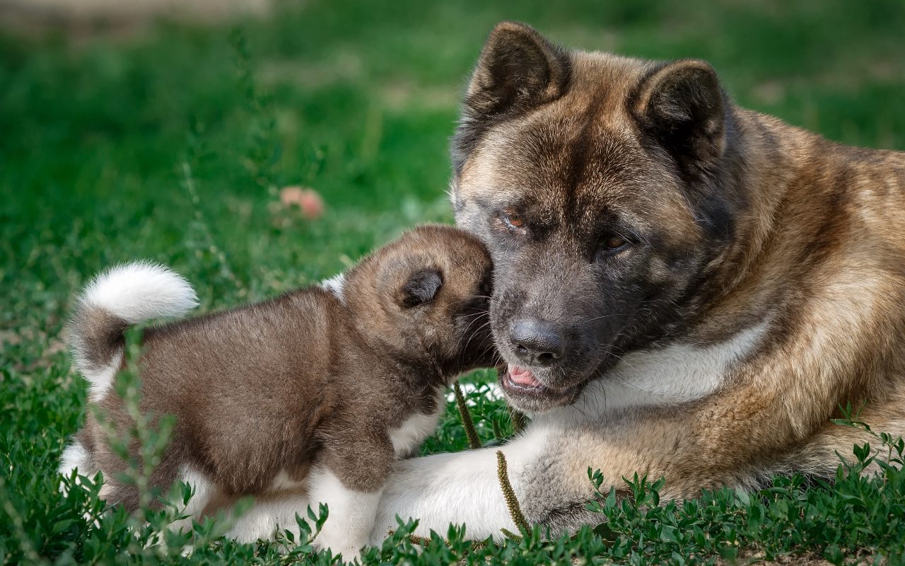 At What Age Do Puppies Get Weaned Puppy Weaning Timeline