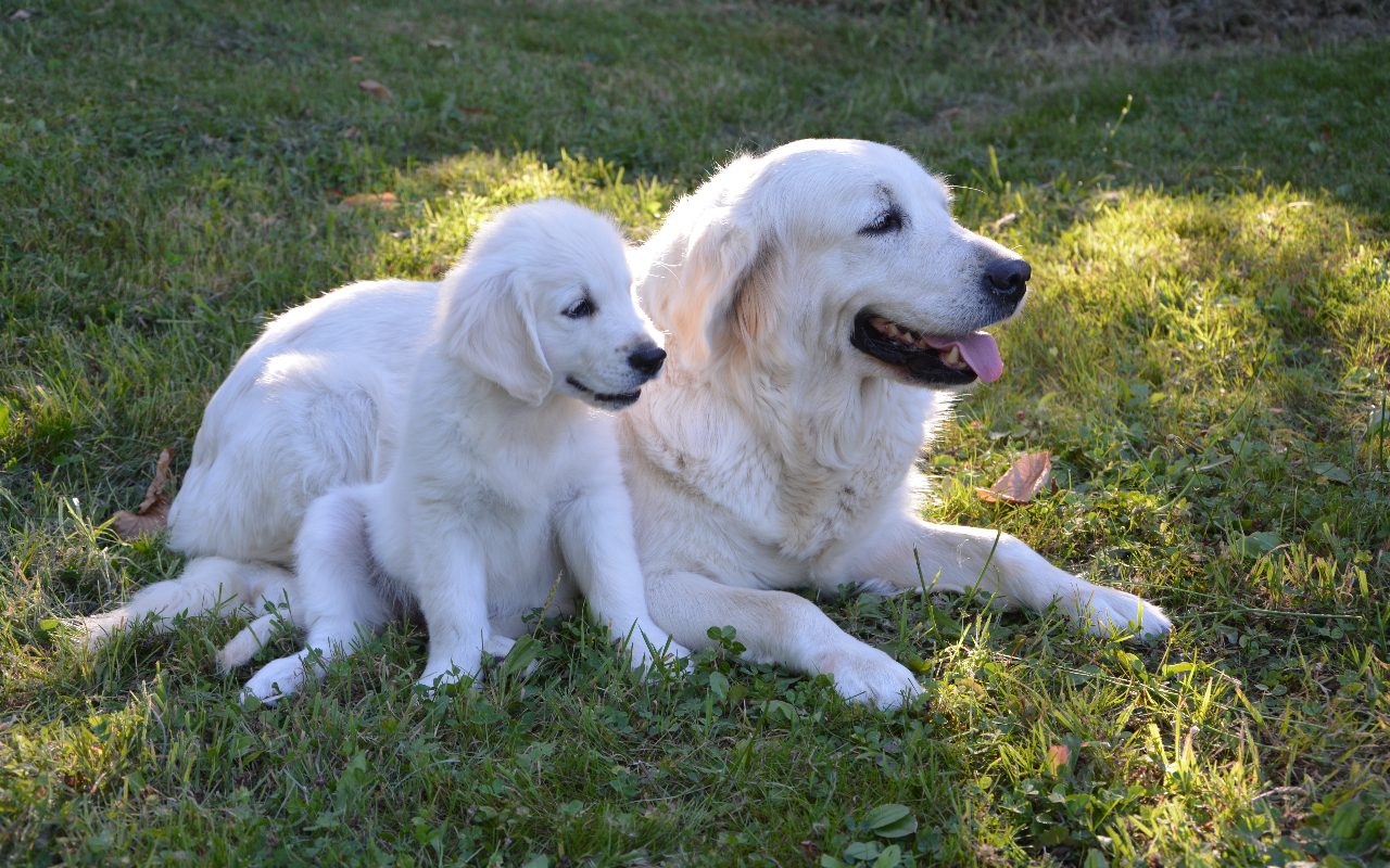 At What Age Do Puppies Get Weaned: Puppy Weaning Timeline