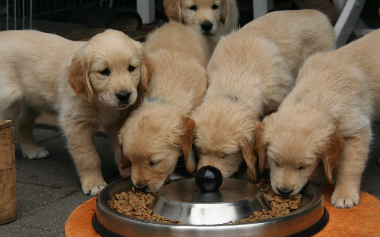 At What Age Do Puppies Go To 2 Meals A Day: Feeding Guide