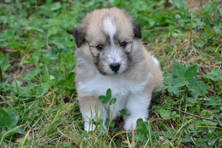 At What Age Do Puppies Have Bladder Control? Find Out Now!
