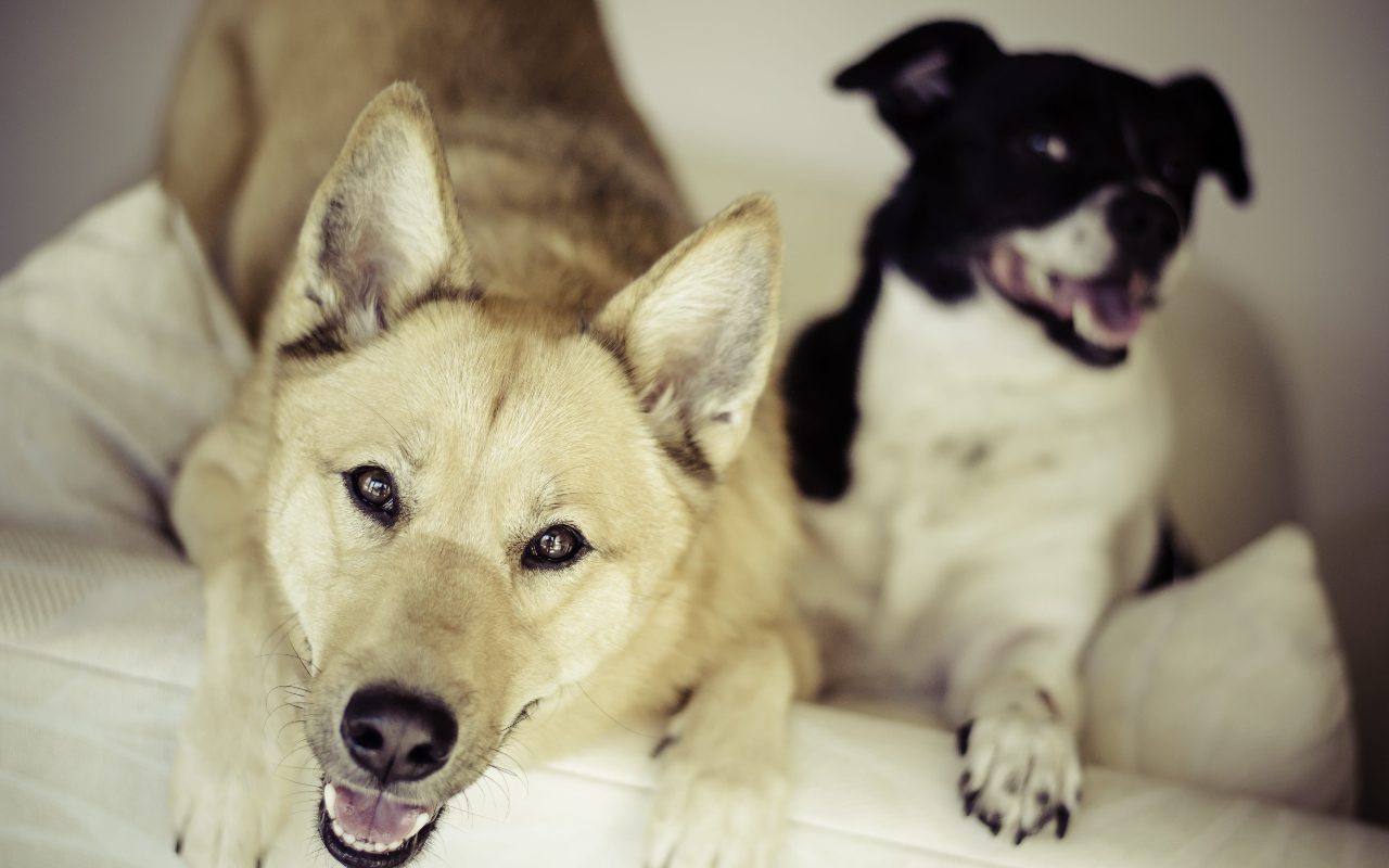 At What Age Dogs Become Sexually Active: Key Facts & Tips