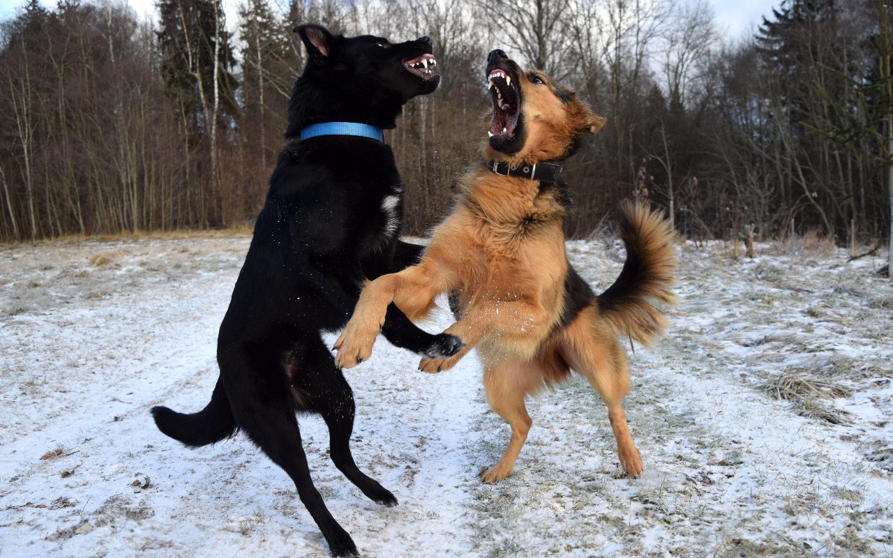 How To Introduce an Aggressive Dog To Other Canine