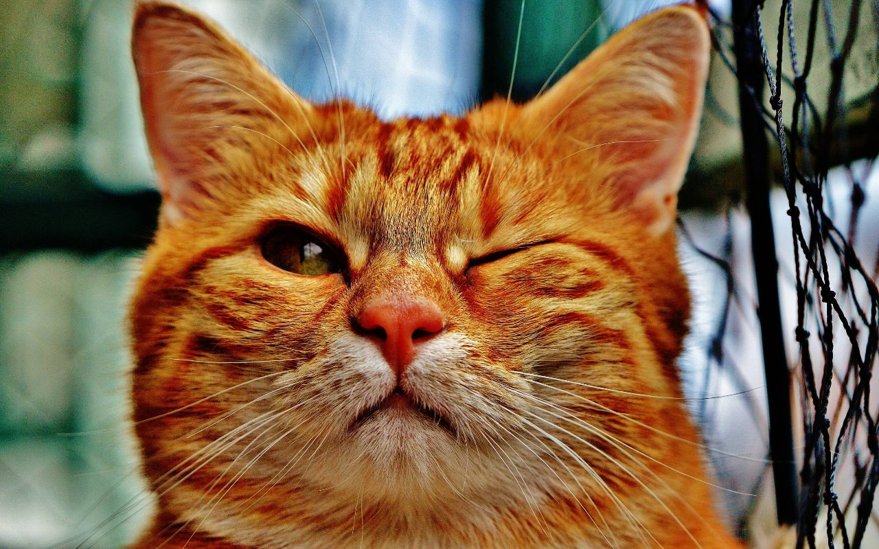 Is Blinking Slowly At Cats a Way To Tell Them That You Love Them?