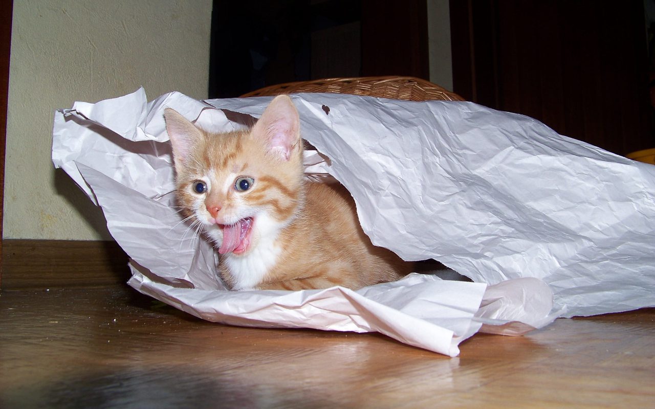 Why Cats Lick Plastic Bags And Is There Any Harm In It?