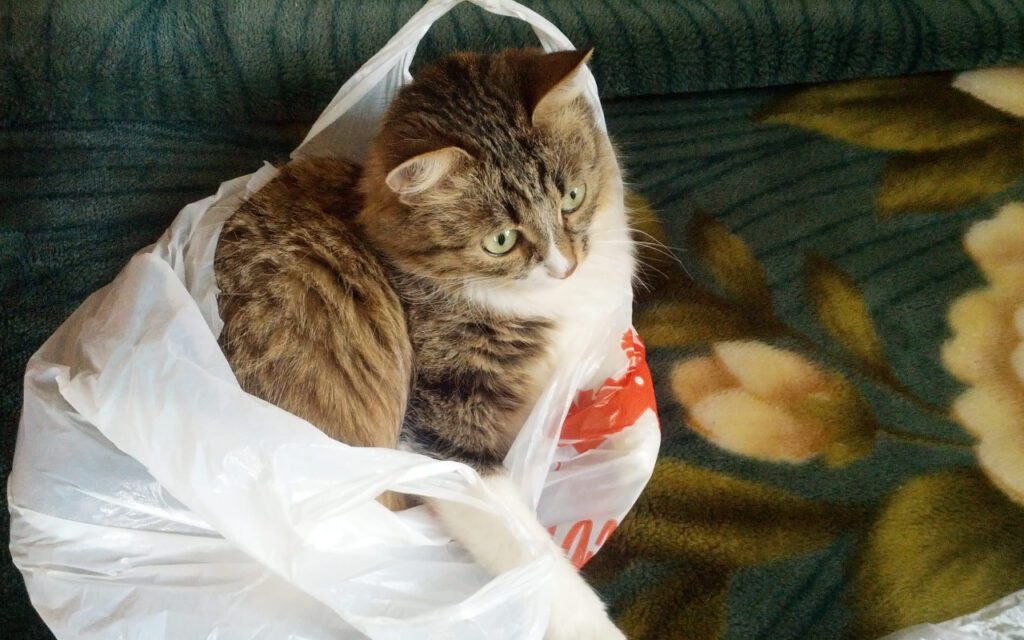Why Cats Lick Plastic Bags And Is There Any Harm In It