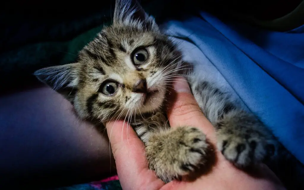 Why Does My Cat Keep Patting My Face 