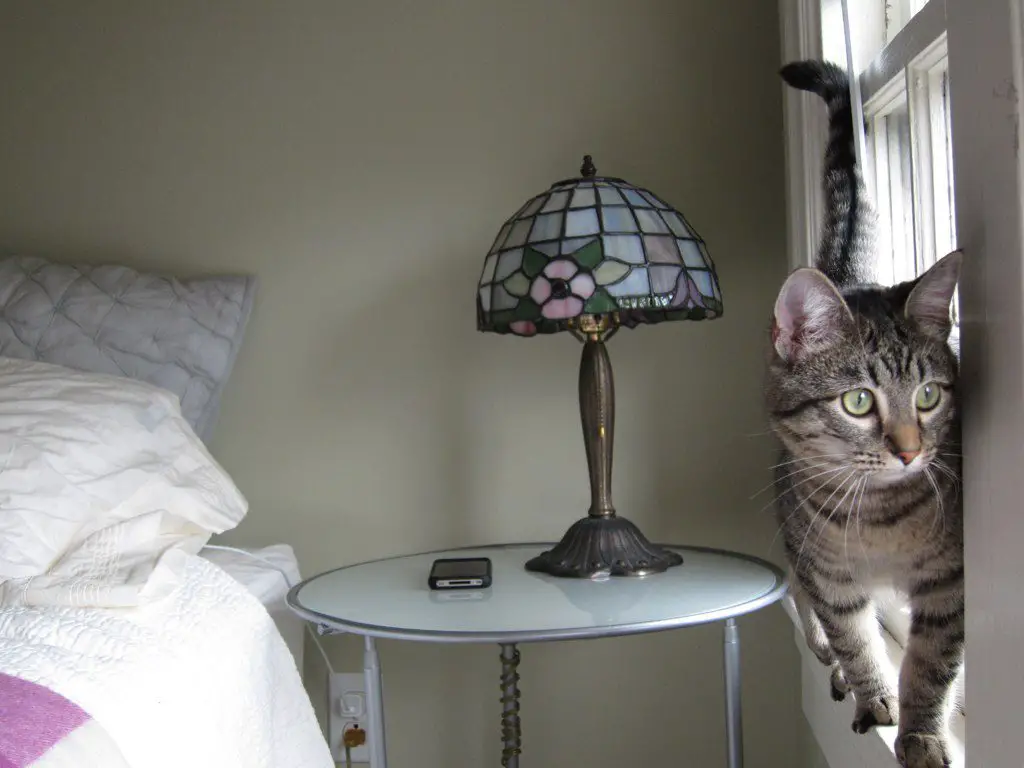 Why Is a Cat Tipping Over Bedside Lamp During The Night?
