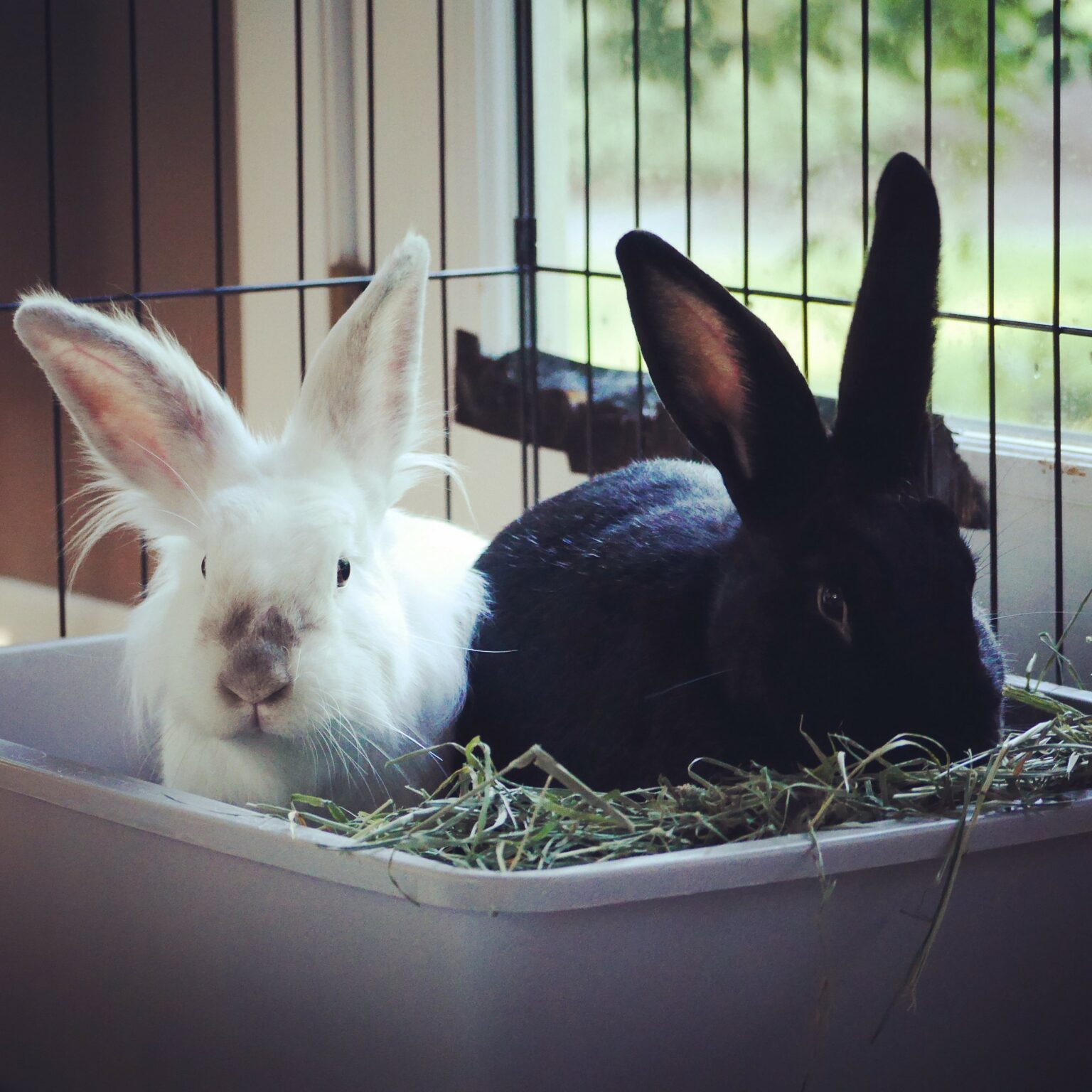 Why Rabbits Dig and Eat From The Litter Box