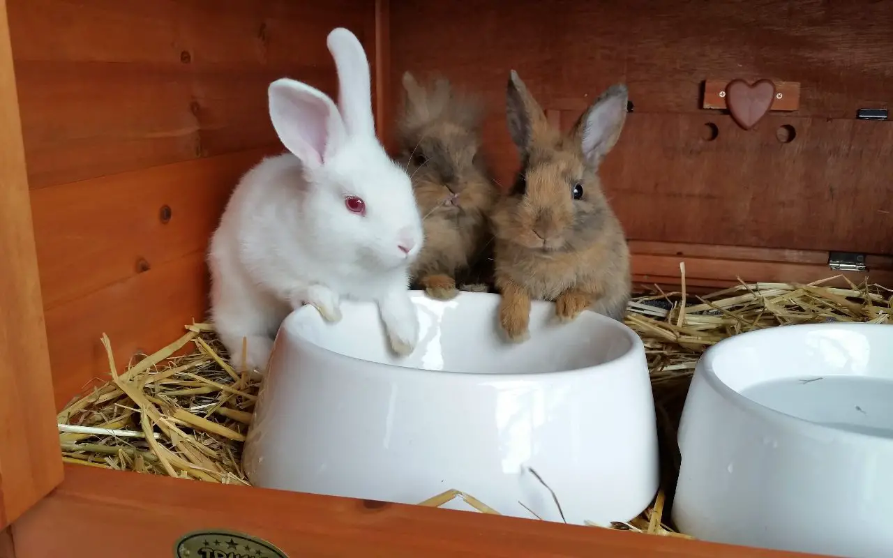 Why Rabbits Dig and Eat From The Litter Box