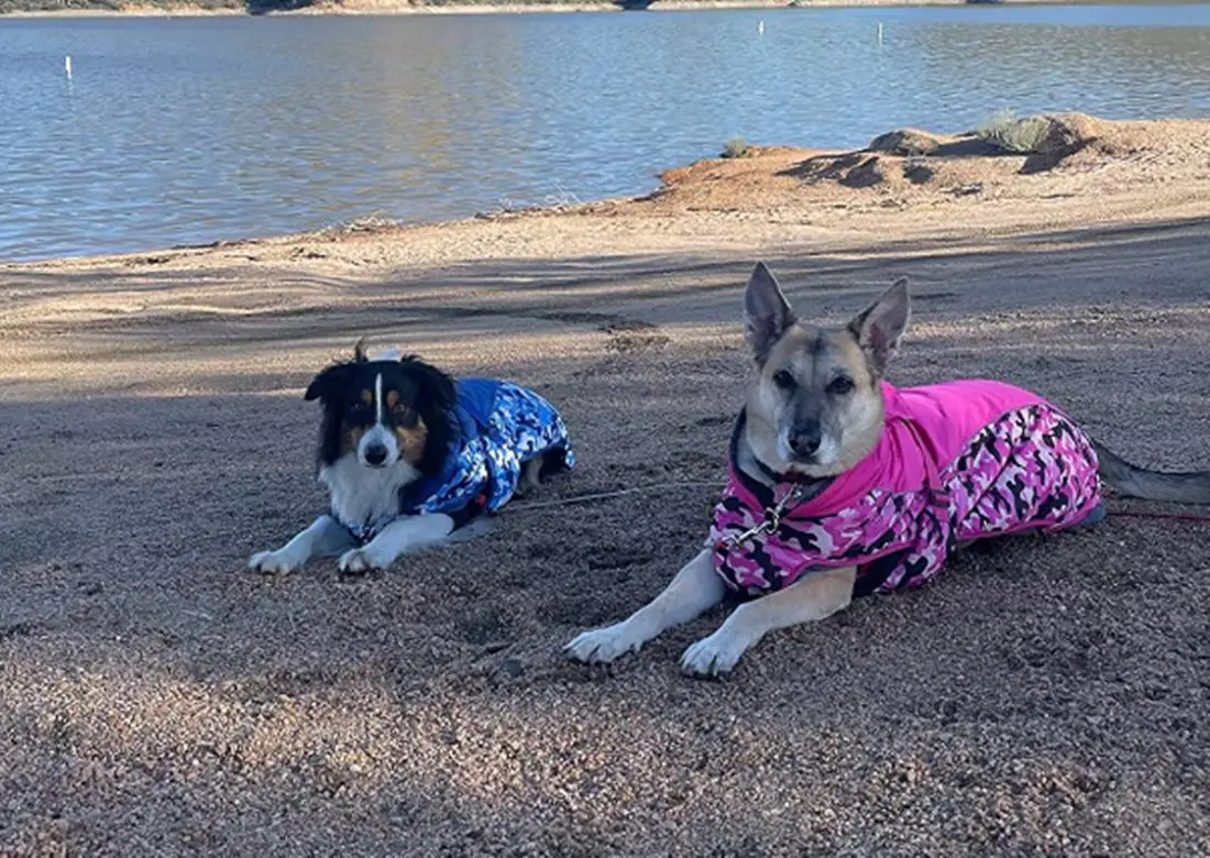 5 Best Heated Jackets For Dogs Reviewed By Vets