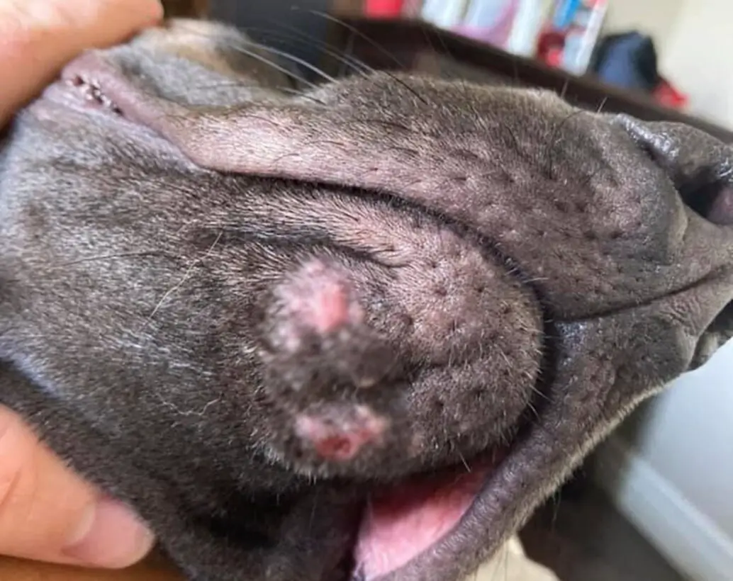 Acne On Dog's Chin Causes, Symptoms, and Treatment