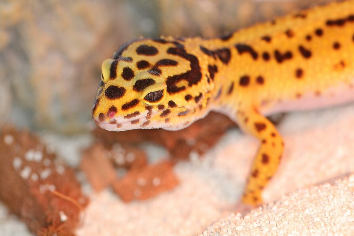 Are Leopard Geckos Great Exotic Pets