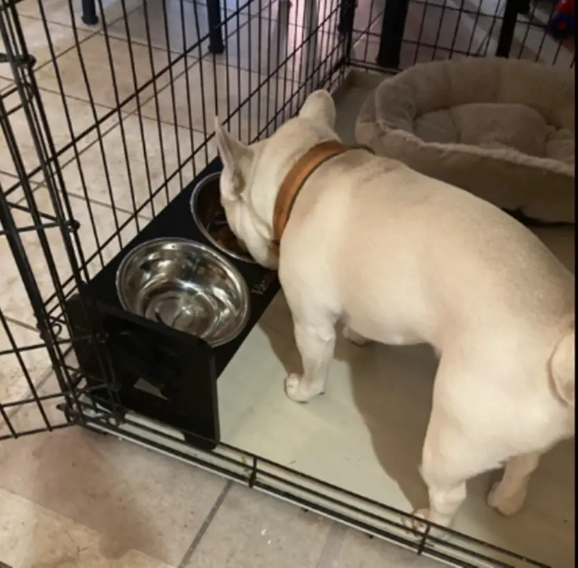 Are Tilted Bowls Better For Dogs?