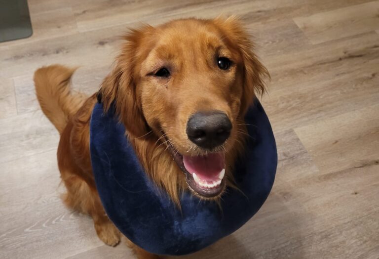 Benadryl Dosage For Dogs Based On Weight and Severity