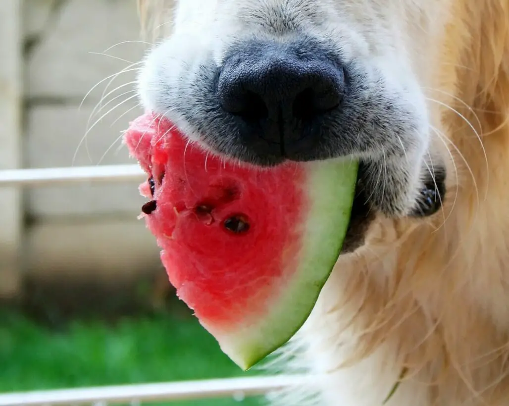 Not All Dogs Can Eat Watermelon Vets Say