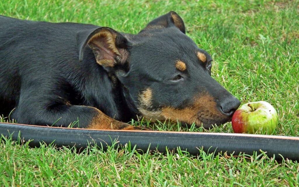 Can Dogs Safely Eat Apples Why Not