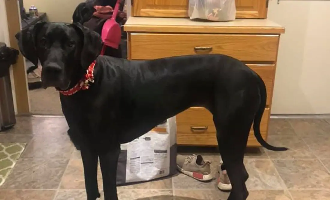 Can Dogs Safely Eat Pork?