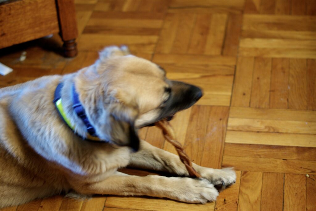 Does Chewing Bones Make Dogs Tired