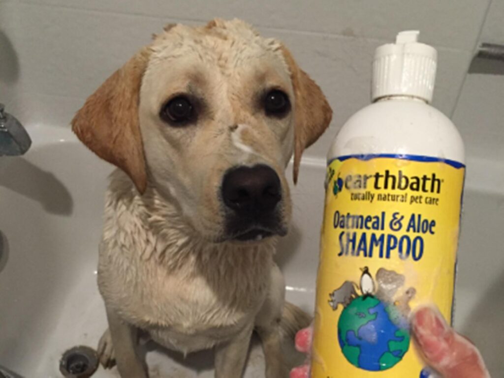 Is Oatmeal And Aloe Shampoo Good For Dogs