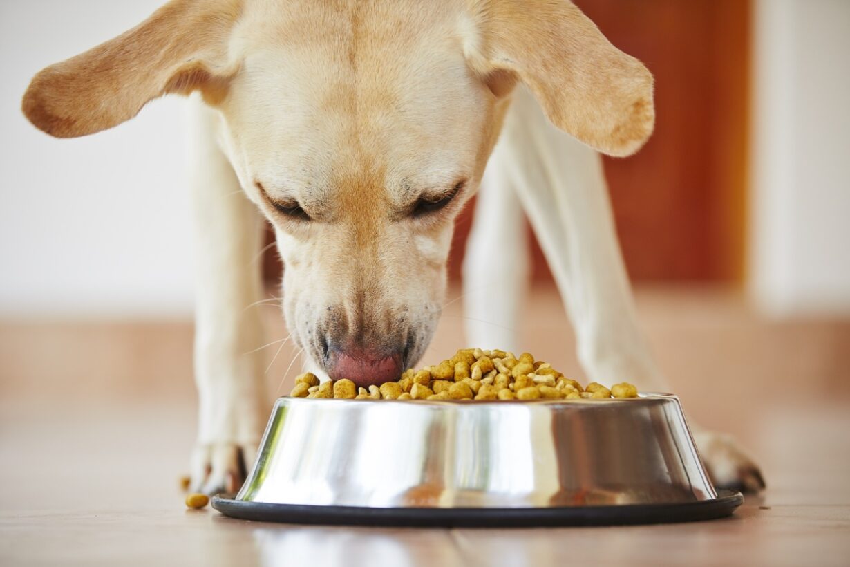 Regular vs. Tilted Dog Bowls: A Comparative Analysis