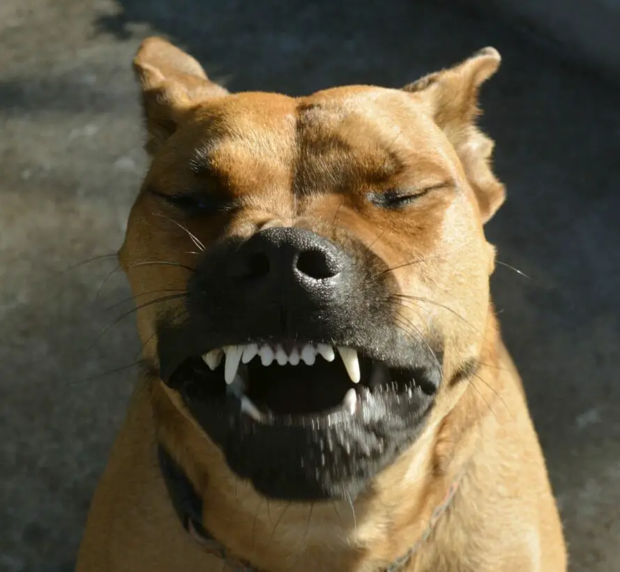 Reverse Sneezing in Dogs: Signs, Causes, Solutions