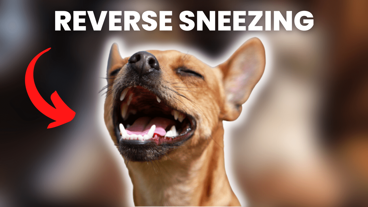 Reverse Sneezing in Dogs: Signs, Causes, Solutions