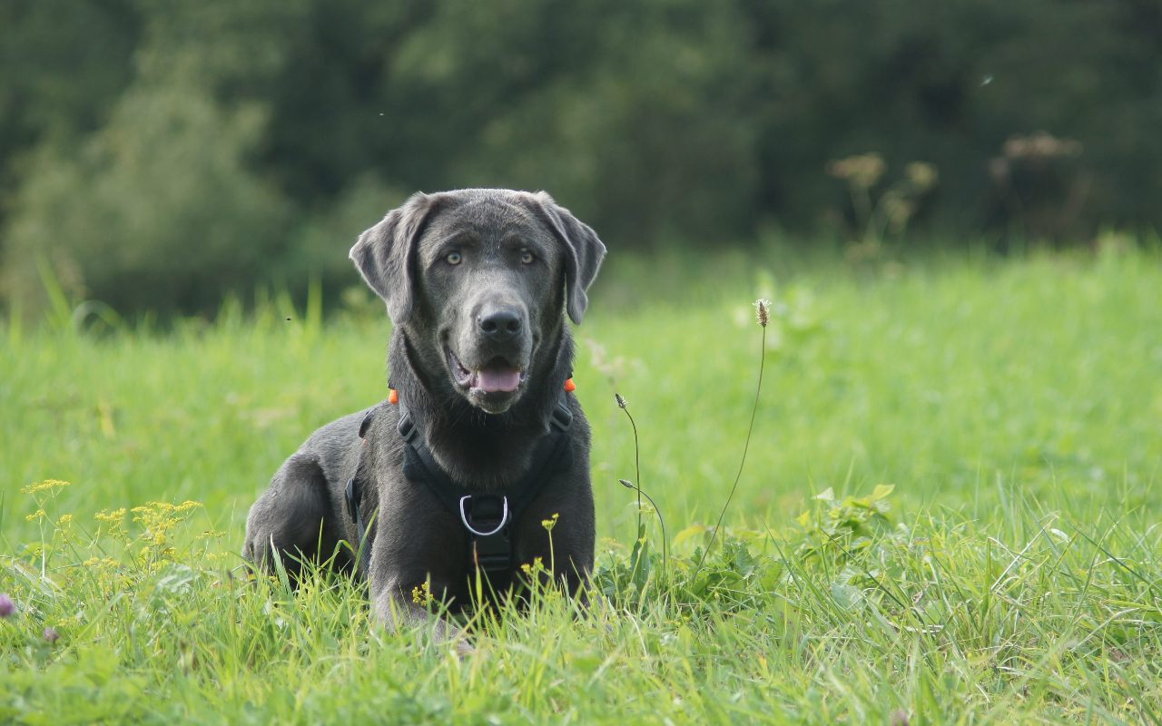 The Charcoal Labrador Retriever: Breed Information