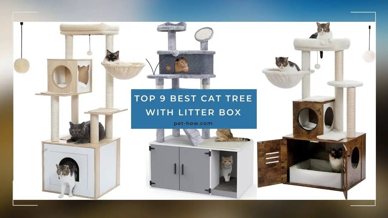 Top 9 Best Cat Tree With Litter Box Enclosures