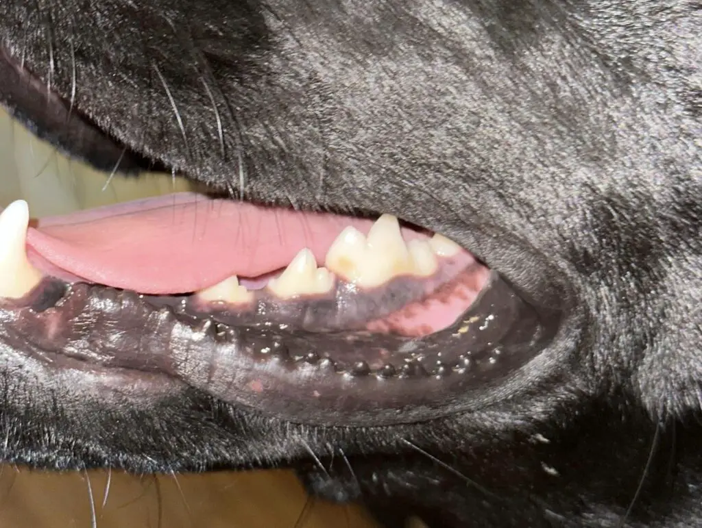 What Dissolves Tartar On Dog's Teeth
