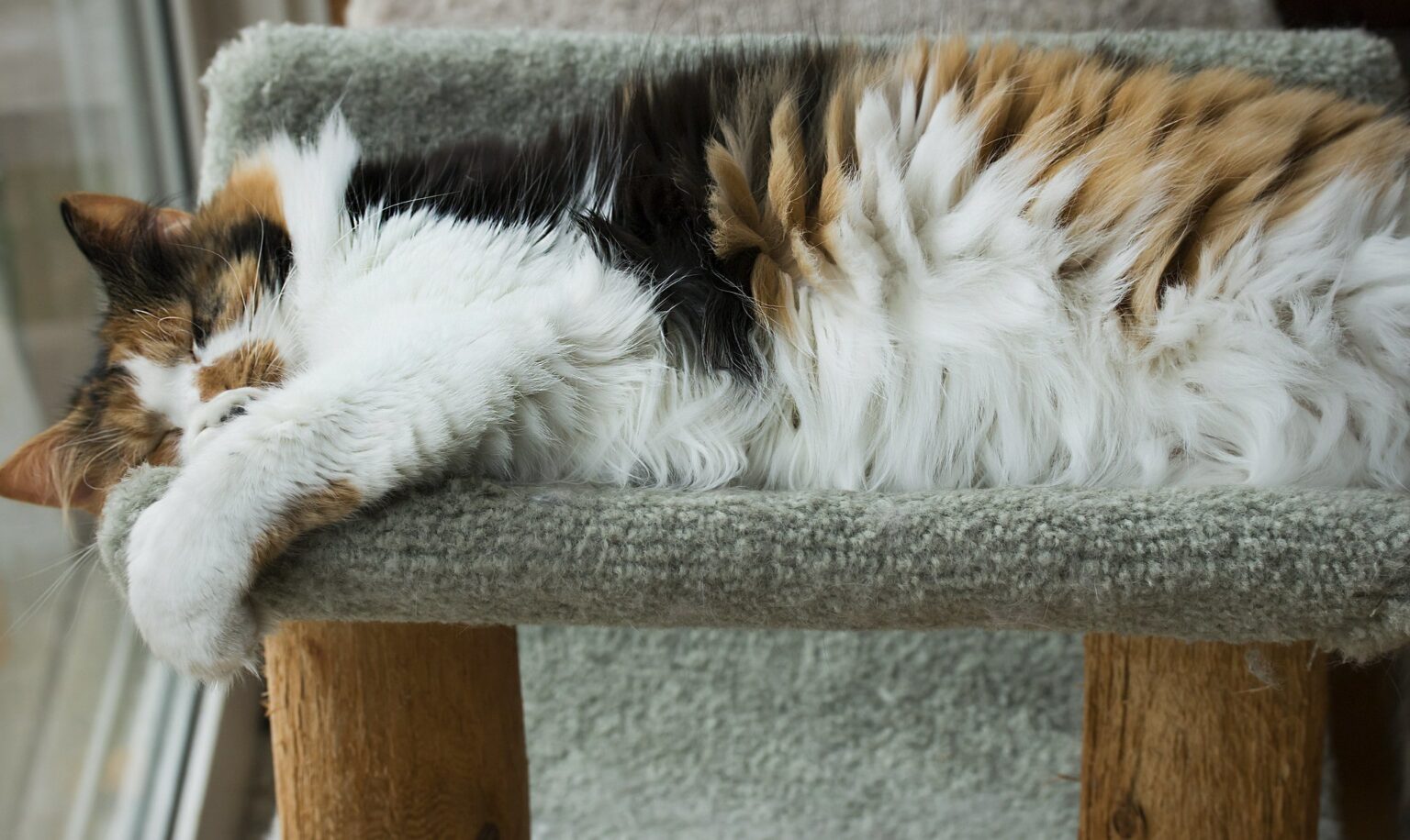 What To Feed a Cat With Diarrhea