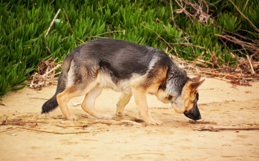 Why Dogs Eat Mud - Causes and Solutions