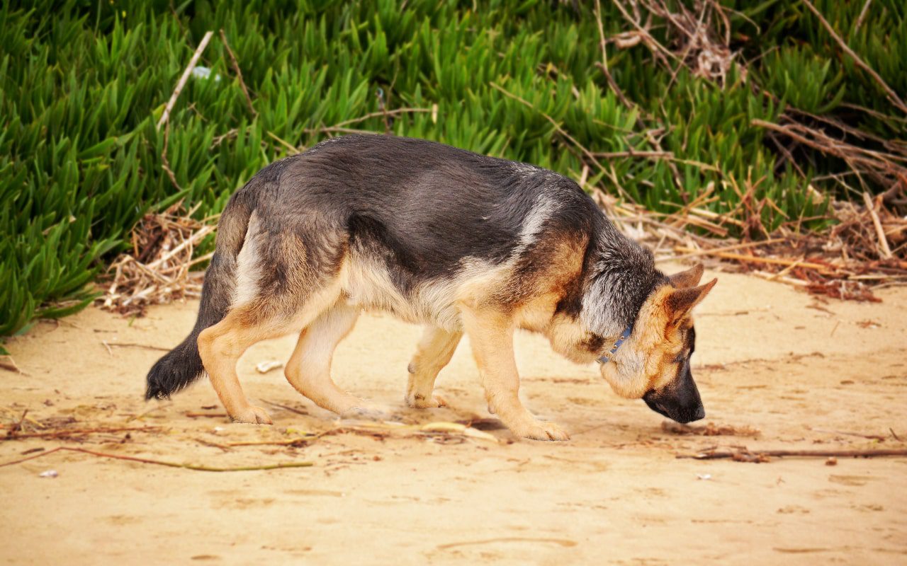 Why Dogs Eat Mud – Causes and Solutions