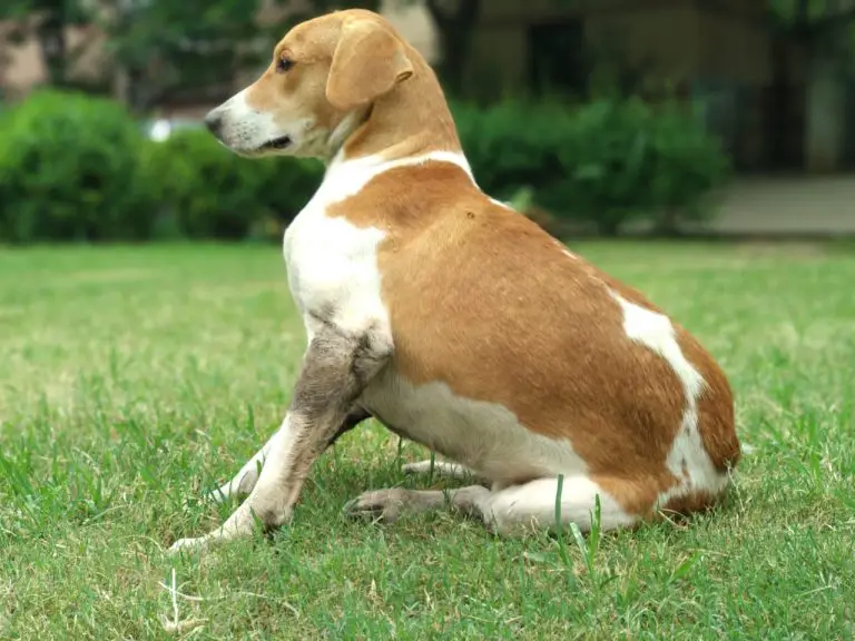 why-is-my-pregnant-dog-leaking-clear-fluid