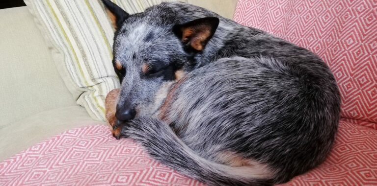 Picture of 10 Signs Your Dog Has Grape Poisoning