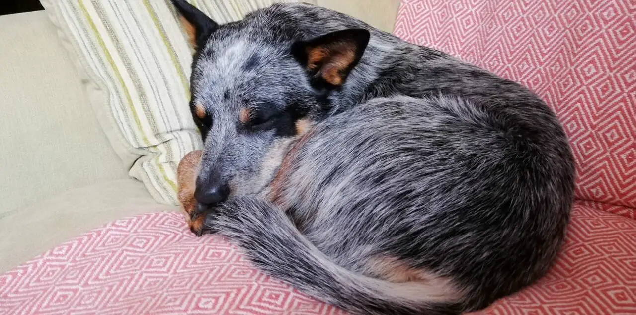 10 Signs Your Dog Has Grape Poisoning