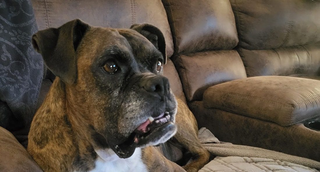 Picture of 10 Signs Your Dog Has Grape Poisoning